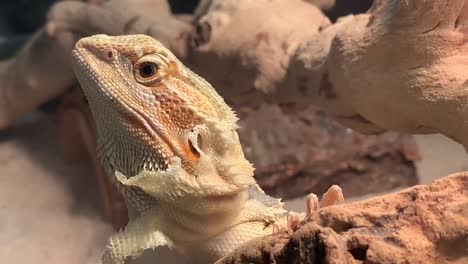 A-bearded-dragon-shedding-skin-on-the-face-and-neck-area