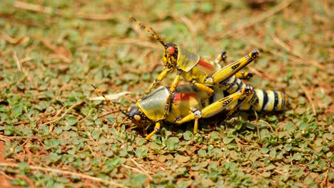Close-up-of-two-Elegant-Grasshoppers,-on-the-ground,-one-on-top-of-the-other,-bottom-one-tries-to-get-up,-top-one-holds-on-tight,-selective-focus