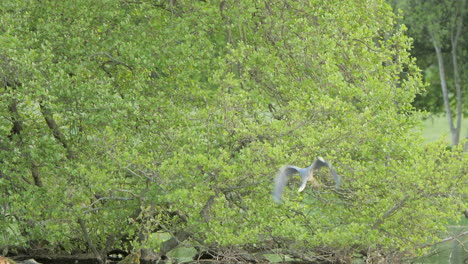 heron-perched-in-tree-and-flying-away