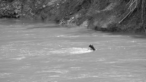Desaturated-Wildebeest-calf-being-drowned-by-croc-in-river-crossing