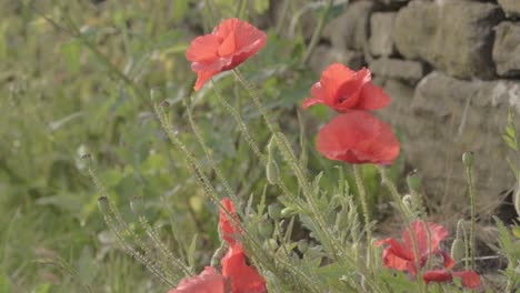 Red-poppies-growing.-wild-near-stone-wall