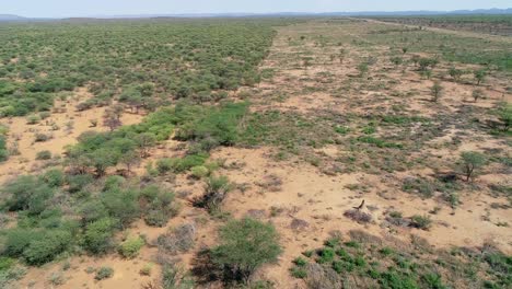 Aerial-view-of-a-strip-where-bushes-were-cleared-in-a-bush-encroached-savannah-of-northern-Namibia