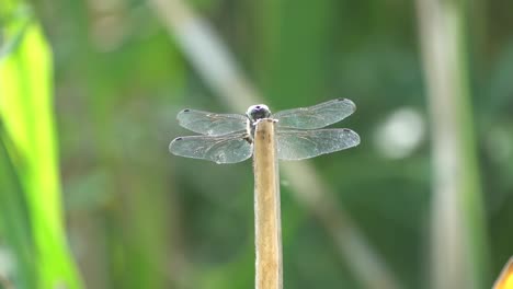 Close-up-shot-of-dragonfly-resting-on-wooden-branch-in-rural-field-during-summertime