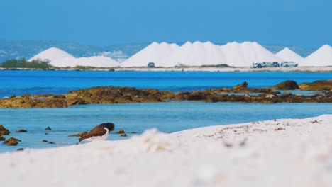 Un-Pájaro-Ostrero-Acicalándose-En-La-Playa-De-Bonaire,-Kralendijk-Con-Montones-De-Sal-Al-Fondo---Plano-Medio
