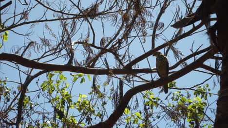 Fiji-Goshawk-perched-on-branch-during-sunny-tropical-day-looking-for-prey