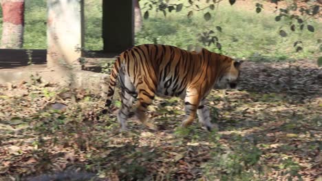 Clip-of-a-tiger-going-down-a-walkway-and-walking-in-the-zoo-of-Indore,-Madhya-Pradesh,-India