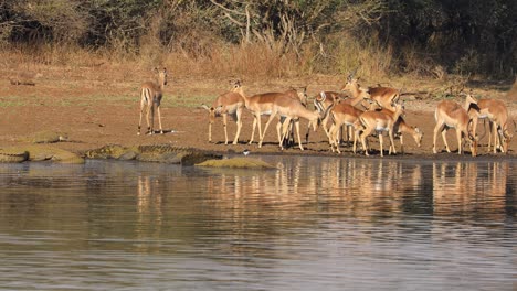 Impala-antelopes-drinking-water-with-large-basking-Nile-crocodiles,-Kruger-National-Park,-South-Africa