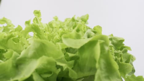 Green-oak-fresh-lettuce-planted-in-the-Hydroponics-style-is-beautifully-placed-and-slowly-rotating