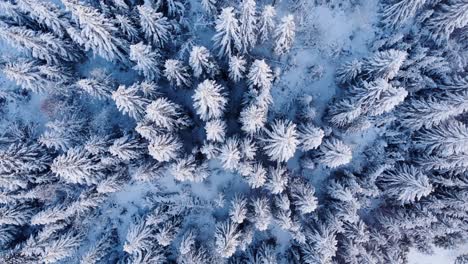 White-winter-trees-covered-in-snow--aerial-rotate