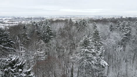 Drone-shot-of-winter-forest
