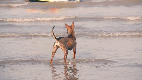 Playful-young-dogs-run-on-beach,-jump-and-try-to-catch-each-other-in-playful-mood