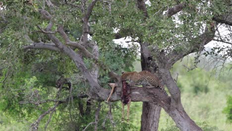 Jägerleopard-Frisst-Impalas-Auf-Einem-Ast-Im-Krüger-Nationalpark