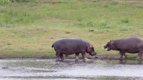 One-hippo-advances