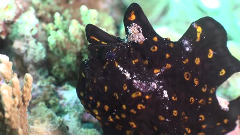Black-warty-frogfish-with-orange-spots-open-mouth-to-full-extend