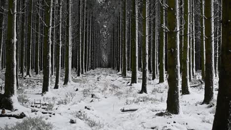 Drone-flies-through-snowy-pine-tree-forest-path-dark-mysterious-landscape