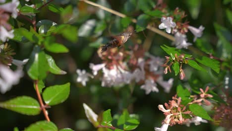 Close-up-Slow-Motion-Shot-of-Hummingbird-Hawk-Moth-Searching-For-Nectar