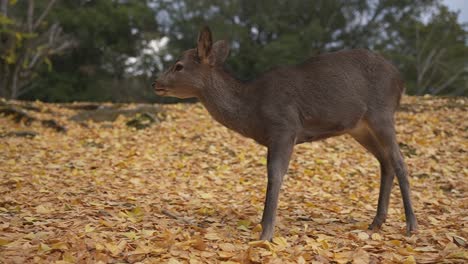 Young-Deer-Fawn-in-Nara-Japan,-Slow-Motion-Autumn-Scene