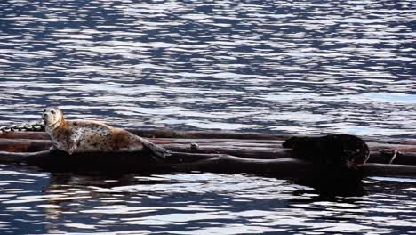 Speckled-seals-rest-on-planks-of-wood-on-coastline,-long-shot