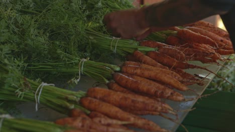 Farmer-ties-up-bundles-of-freshly-picked-carrots