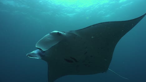 Manta-Ray-swimming-in-the-blue-ocean-in-Raja-Ampat