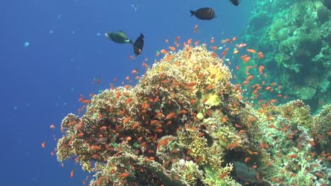 Weitwinkelaufnahme-Von-Orange-Sea-Goldie-Anthias-Fischen,-Die-über-Feuer-Schwimmen,-Einem-Riff-Mit-Feuerkorallen-Im-Roten-Meer