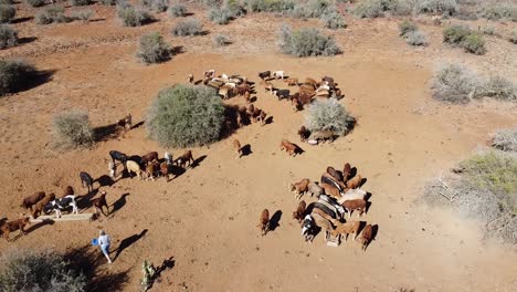 La-Campesina-Karoo-Alimenta-Al-Ganado-Para-Ayudar-A-La-Dieta-Durante-La-Sequía-En-El-Semidesierto