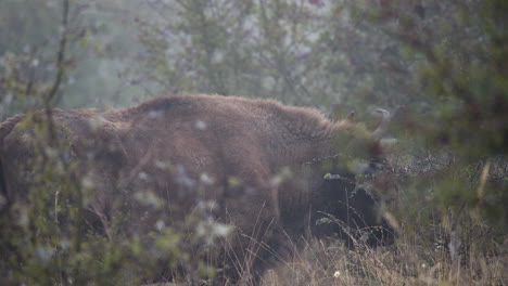 European-bison-bonasus-bull-grazing-in-a-thicket,-foggy-day,-Czechia