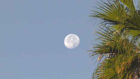 time-lapse-moon-setting-in-morning-sky-with-palm-tree