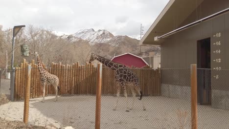 Jirafas-En-Un-Recinto-Del-Zoológico-Con-Fondo-De-Montaña-Nevada