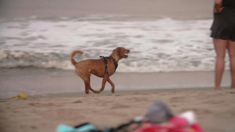 Hunde-Spielen-Mit-Besitzern-Am-Strand-Bei-Sonnenuntergang,-Zeitlupe