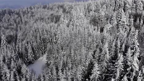 Spruce-Tree-Foggy-Forest-Covered-By-Snow-In-Winter-Landscape---aerial-drone-shot
