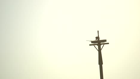 Hawk-perching-on-a-utility-post-and-eating-its-prey