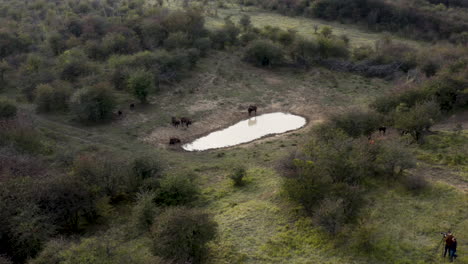 Documentarists-shooting-a-european-bison-herd,watering-hole,Czechia