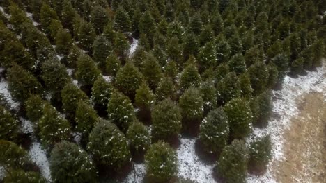 Aerial-Slow-Push-over-NC-Christmas-Tree-Farm