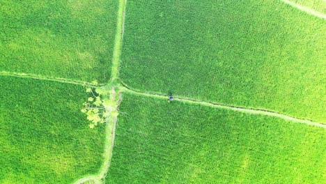 Orientierungslose-Touristin,-Die-In-Den-Grünen-Vietnamesischen-Reisfeldern-Steht