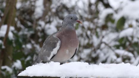 Juvenile-Woodpigeon-Columba-palumbusow-feeding-on-snow-covered-bird-table