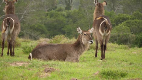 Female-waterbucks-resting-in-green-meadow-of-South-African-woodland-forest