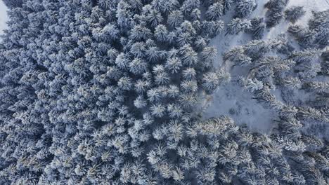 White-snowy-pine-forest-of-Romania-in-winter---aerial-descend