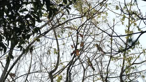 Looking-up-at-large-Toucan-birds-perched-in-a-tree