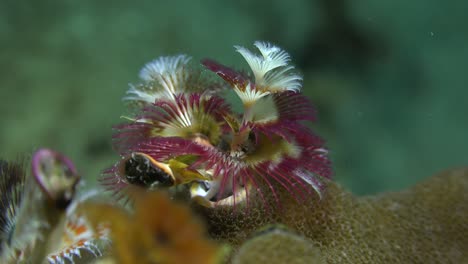 red-and-white-christmas-tree-worm-on-tropical-coral-reef