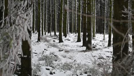 Dolly-Out-Zeitlupenaufnahme-Kiefernwald-Zweige-Schnee-Gefrorene-Winterlandschaft