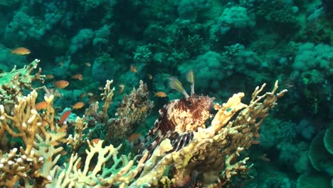 Rotfeuerfische-Sitzen-Auf-Feuerkorallen-Am-Korallenriff,-Umgeben-Von-Orangefarbenen-Rifffischen