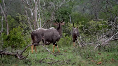 Nyala-Antilope-Wird-Von-Einer-Impala-Herde-Im-Wildreservat-Afrikas-Aufgeschreckt
