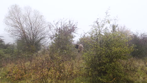European-bison-bonasus-in-a-dense-foggy-thicket,eating-leaves,Czechia