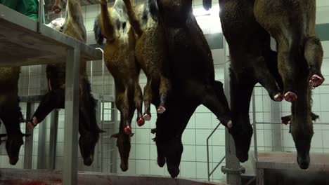 Hanged-bleeding-horses-and-worker-with-knife-in-slaughterhouse