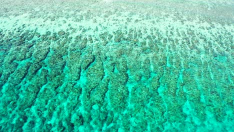 Hermoso-Arrecife-De-Coral-Bordeando-El-Sur-De-Japón,-Isla-Amami-Oshima