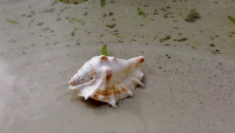 Weiße-Muschel-An-Einem-Strand-Mit-Wellen-Und-Weißem-Sand-In-Der-Karibik