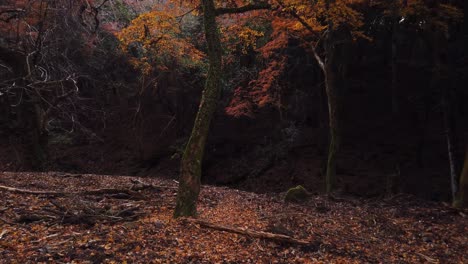 Slow-tilt-up-over-Autumn-Tree-in-Woodland-Scene