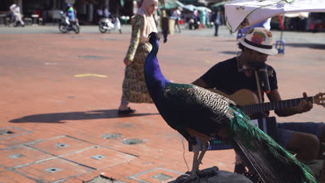 Peacock-Next-To-A-Street-Singer-During-Sunny-Day-In-The-City-Of-Marrakesh,-Morocco