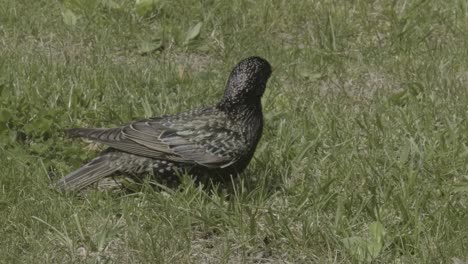 Un-Pájaro-Tordo-Negro-Ordinario-Que-Descubre-Su-Entorno-Verde-Y-Mira-A-Todas-Partes-Con-Interés